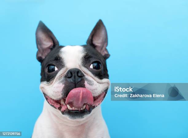 A Happy And Joyful Boston Terrier Dog With Its Tongue Hanging Out Smiles On A Blue Background In The Studio Stock Photo - Download Image Now