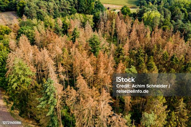 Veduta Aerea Della Foresta Che Si Trova Nella Foresta Tedesca Di Conifere - Fotografie stock e altre immagini di Foresta