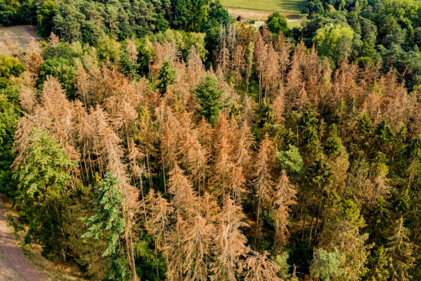 Aerial view of the forest dieback in the German coniferous forest stock photo