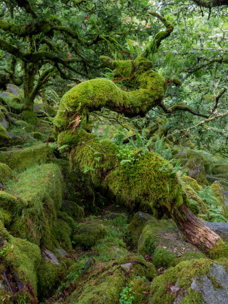 istock Twisted oak trees growing among rocks in a mossy wood 1272140122