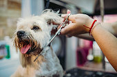 Little white Maltese dog in a dog beauty salon - A Maltese dog is sitting on a table in a dog salon