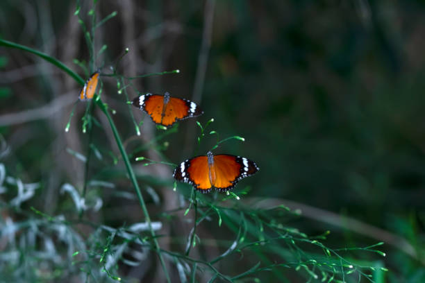 istock Beautiful monarch butterflies 1272141134