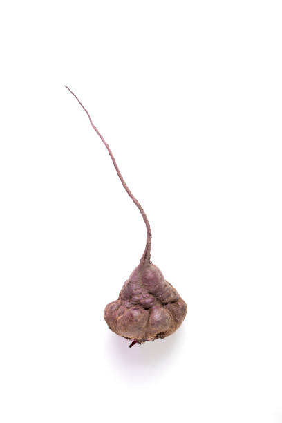 Ugly beetroot on a white background. Vertical orientation, space for text Ugly beetroot on a white background. Vertical orientation, space for text. ugly soup stock pictures, royalty-free photos & images