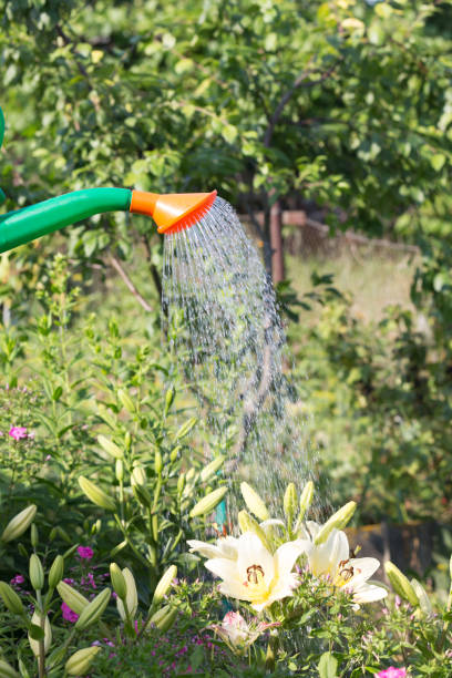 istock Watering flowers in the spring garden. 1272142333