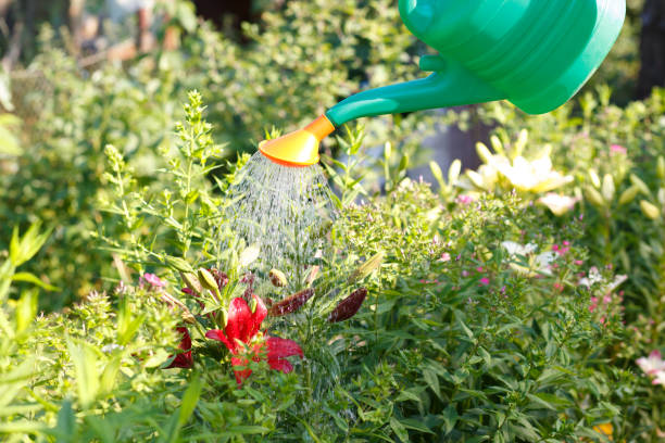 istock Watering flowers in the spring garden. 1272142334