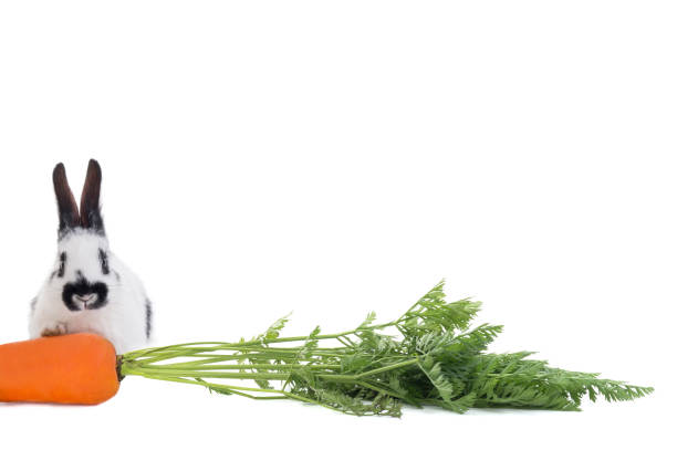 istock Rabbit with a carrot isolated on a white 1272142407