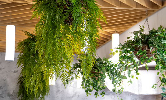 Interior of cafe. Decorating of ceiling with hanging indoor plants. Biophilia concept.