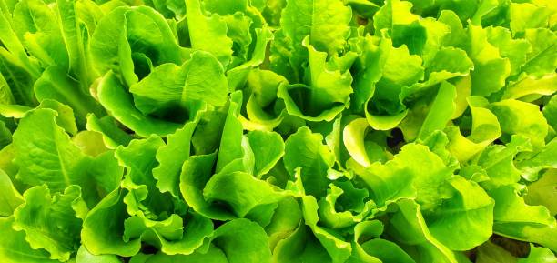 buttercrunch lettuce - bibb lettuce imagens e fotografias de stock