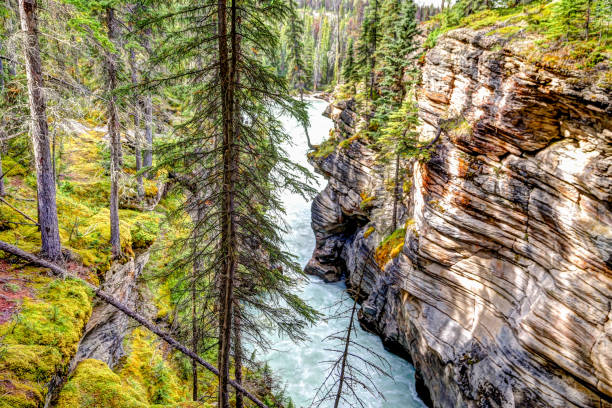 Athabasca Falls in the Canadian Rocky Mountains