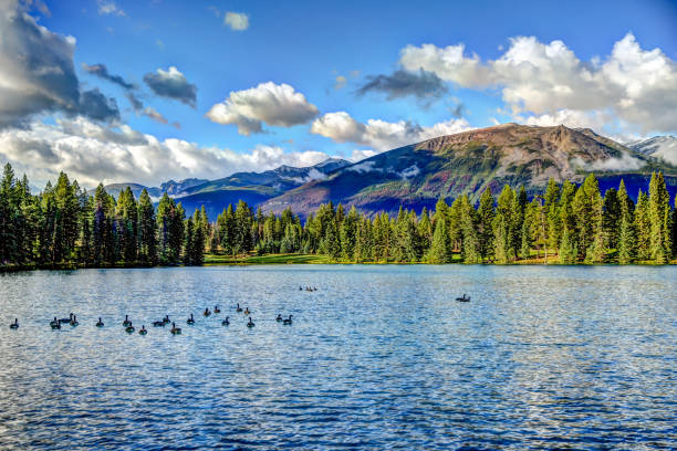 istock Canada Geese in Beauvert Lake in Jasper 1272143202