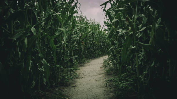 istock lost in spooky summer corn maze run 1272145004