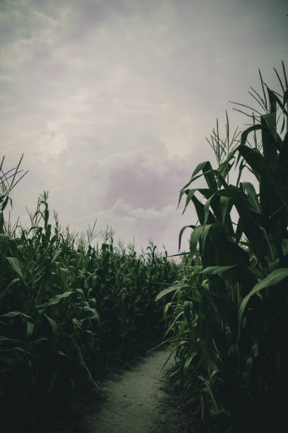 istock lost in spooky summer corn maze run 1272145084
