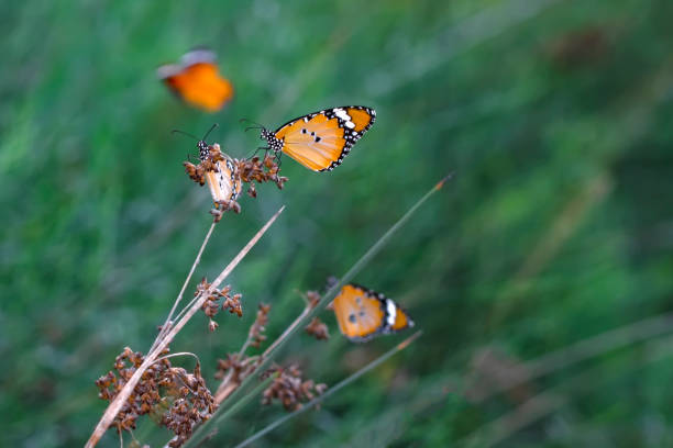 istock Beautiful monarch butterflies 1272145851