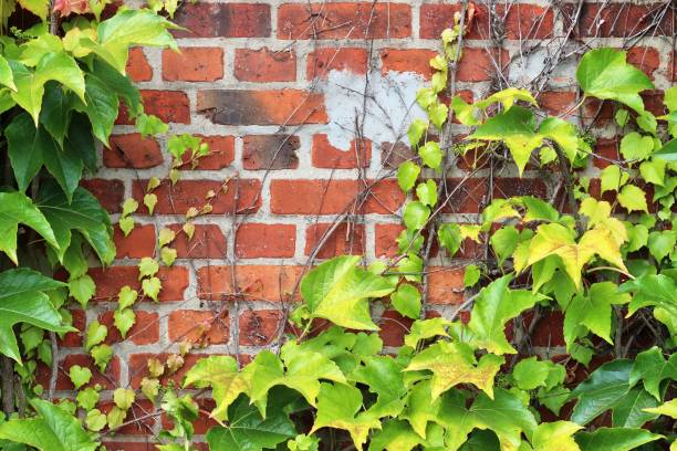 istock Old brick wall. Texture of old weathered brick wall panoramic background 1272145874