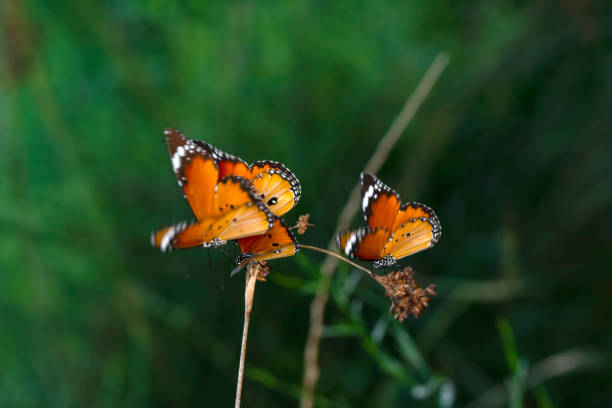istock Beautiful monarch butterflies 1272147003