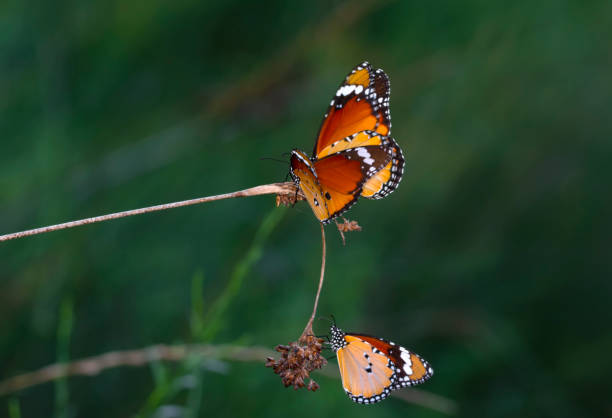 istock Beautiful monarch butterflies 1272149996