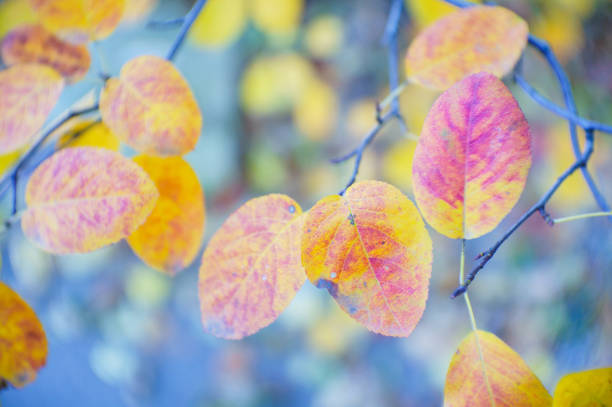 istock Autumn leaves on blurred colorful background. 1272151376