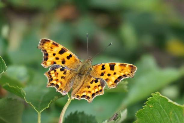 istock Bright yellow butterfly sits on green leaves 1272151686