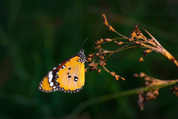 istock Macro shots, beautiful butterfly 1272153465