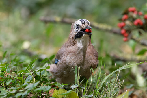 Jay eating a wild raspberry