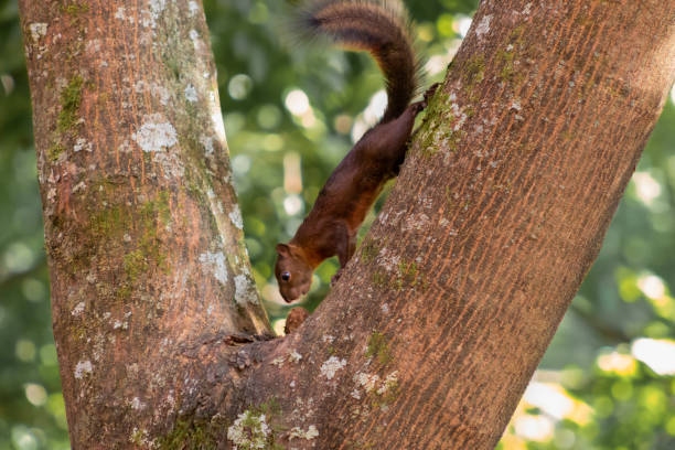 istock A squirrel in its natural habitat 1272154353