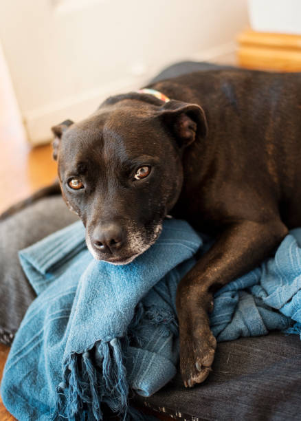 istock Pit bull terrier lying on a pet bed at home 1272157946
