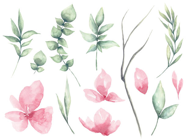 ilustrações de stock, clip art, desenhos animados e ícones de set of watercolor flower and green leaves - isolated on white white background isolated paintbrush