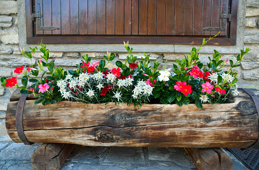 Close-up of flowering plants of edelweiss and mandevilla growth in an old wood trunk in Alpine style in front of a stone wall, Courmayeur, Aosta Valley, Italy