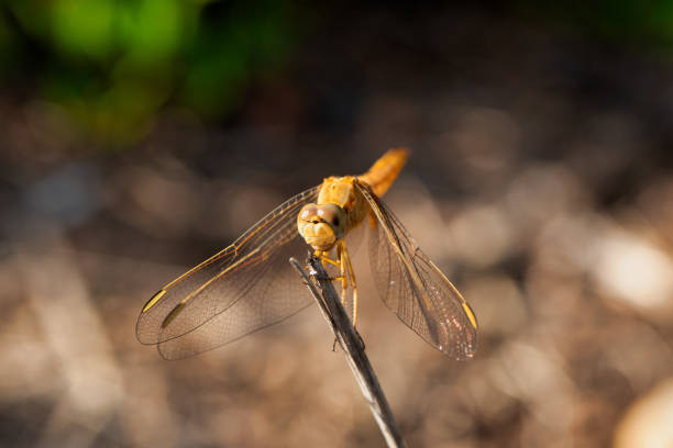 4K beautiful yellow black dragonfly sits on a tree branch. Dragonfly close-up