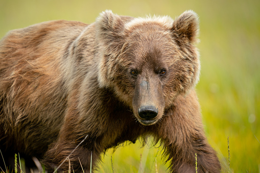 Alaskan coastal brown bear prowling through the tall grass.