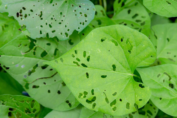Bug Eaten Leaves Green leaves with holes eaten in them by bugs. Many small holes. View from directly above. infestation photos stock pictures, royalty-free photos & images