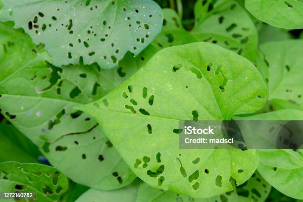 Bug Eaten Leaves Stock Photo - Download Image Now - Pest, Garden, Plant
