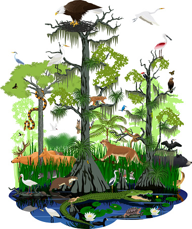 vector illstration - wetland or Florida Everglades landscape with different wetland animals