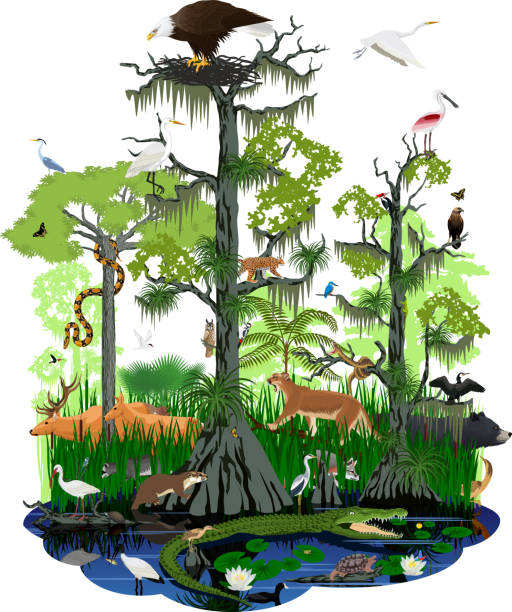 vector illstration - wetland or Florida Everglades landscape with different wetland animals vector illstration - wetland or Florida Everglades landscape with different wetland animals sandpiper stock illustrations