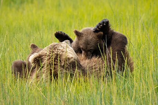 The mother grizzly bear with her cubs playing in a green meadow