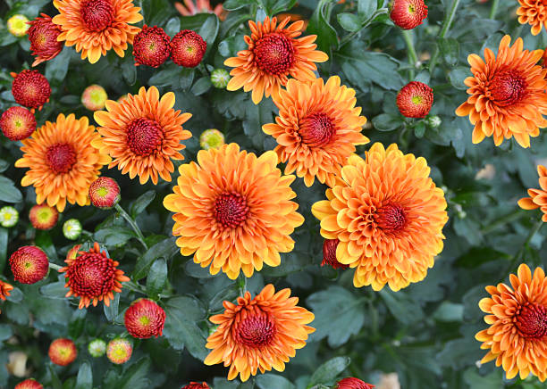 istock Seasonal orange mums in garden 1272163985