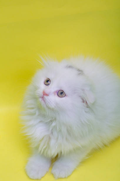 istock Newborn White Chincilla baby kitten 1272167222