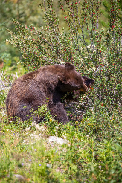 istock Black bear (Ursus americanus) eating wild berries in a Montana forest 1272167523