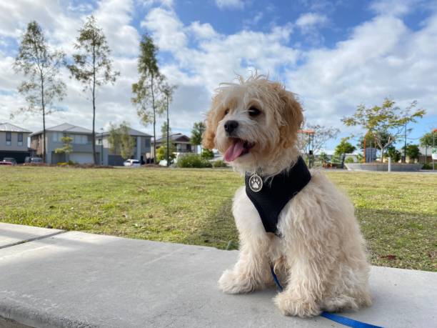 Playful puppy enjoying a beautiful day out at the park Playful Cavoodle puppy wearing a pet harness and leash sits at the park after a walk, as it enjoys a beautiful day in the outdoors. poodle color image animal sitting stock pictures, royalty-free photos & images