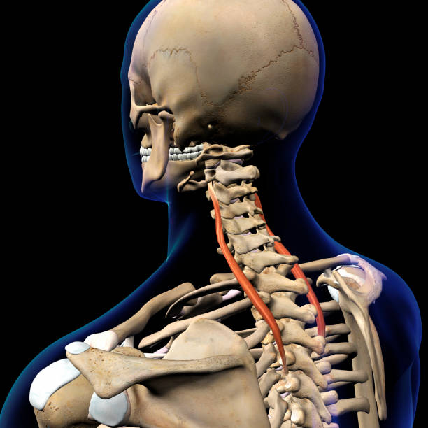 splenius cervicis músculos del cuello aislados en el sistema esquelético - músculo esplenio cervical fotos fotografías e imágenes de stock