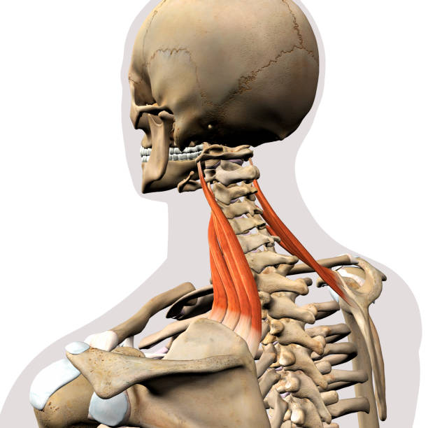 istock Levator Scapulae Neck Muscles Isolated on Skeletal System 1272169527