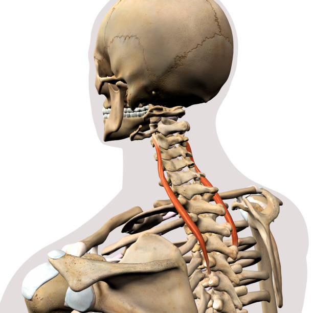 splenius cervicis muscle du cou isolé sur le système squelettique - cervicis photos et images de collection