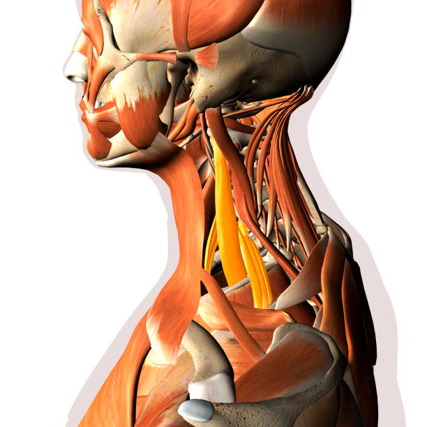 istock Scalene Neck Muscles Highlighted within Muscular System 1272169553
