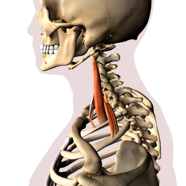 Scalene Neck Muscles Isolated on Skeletal System stock photo