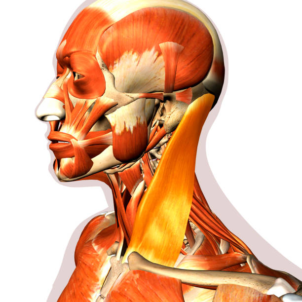 istock Sternocleidomastoid Neck Muscle Highlighted within Muscular System 1272169577