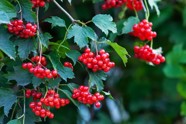 Photo of red viburnum or guelder rose berries on bush (Viburnum opulus)