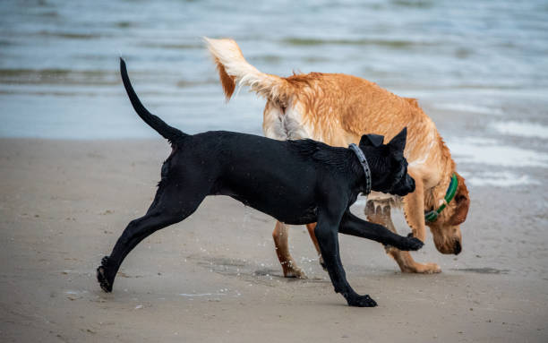 istock Puppies Playing on a Sandbar 1272170624