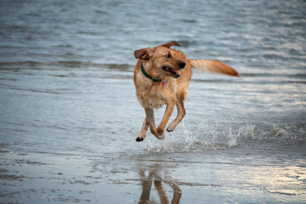 istock Puppies Playing on a Sandbar 1272170634