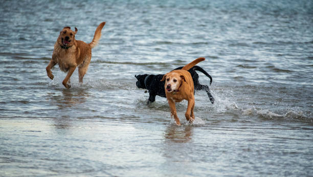 istock Puppies Playing on a Sandbar 1272170650