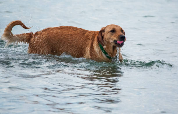 istock Puppies Playing on a Sandbar 1272170692